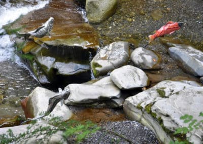Poissons dans la Vièze
