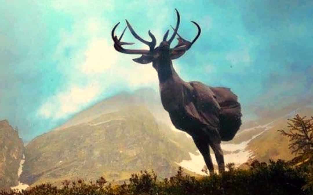 Exposition Ailyos Art Nature Lac Lioson Les Mosses 2020