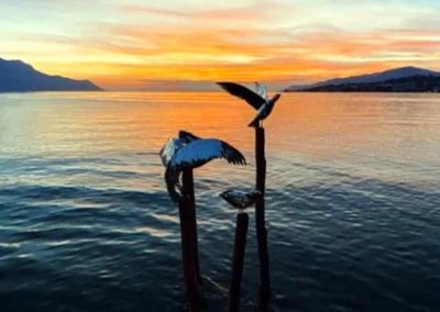 Les Mouettes   Biennale de Montreux 2021