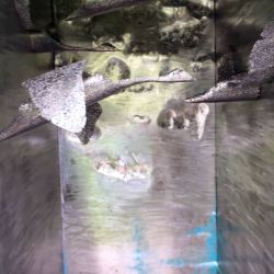 Sculpture Valais - 3e Âge de Fer - Catégorie : Installation - Titre : Ce que j'emporte - Lac de Géronde - Oies migratrices en vol