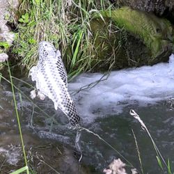 Sculpture Valais - 3e Âge de Fer - Catégorie : Mosaïque - Titre : Poisson - Installation du poisson dans son milieu naturel