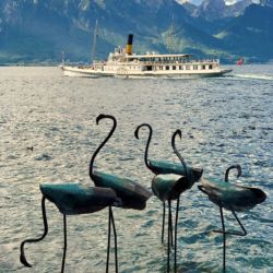 Flamants pour la Biennale de Montreux 2019