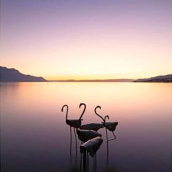 Flamants pour la Biennale de Montreux 2019