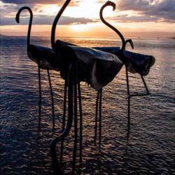 Flamants pour la Biennale de Montreux 2019