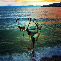 Flamants pour la Biennale de Montreux 2019