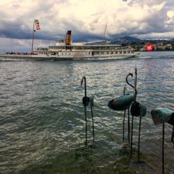 Flamants pour la Biennale de Montreux 2019