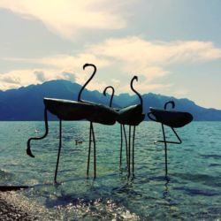 Flamants pour la Biennale de Montreux 2019