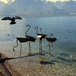 Flamants pour la Biennale de Montreux 2019