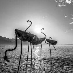 Flamants pour la Biennale de Montreux 2019