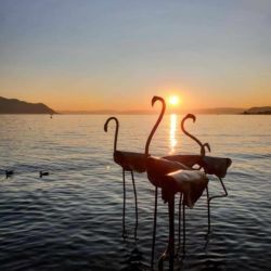 Flamants pour la Biennale de Montreux 2019
