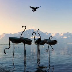 Flamants pour la Biennale de Montreux 2019