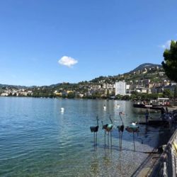 Flamants pour la Biennale de Montreux 2019