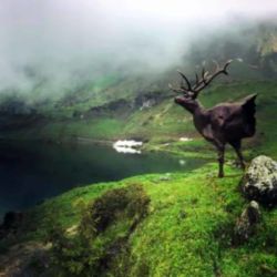 Exposition Ailyos art Nature La lioson Les Mosses 2020